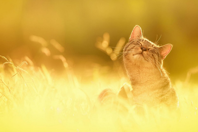 солнечный кот солнце счастье 